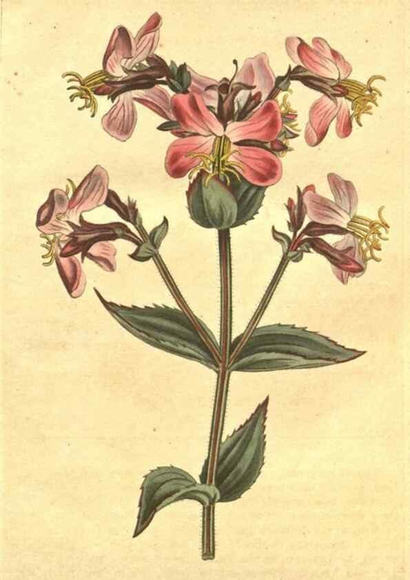 Reproducción/Reproduction 10595651654: Curtis's botanical magazine.. London ;New York [etc.] :Academic Press [etc.]