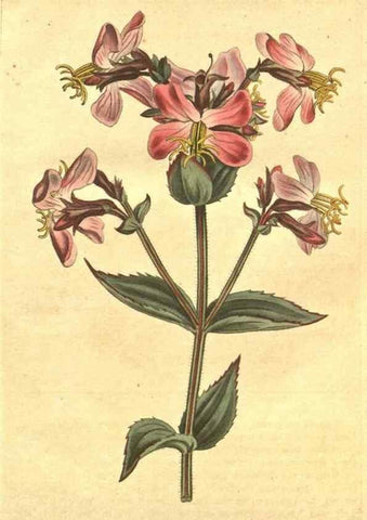Reproducción/Reproduction 10595651654: Curtis's botanical magazine.. London ;New York [etc.] :Academic Press [etc.]