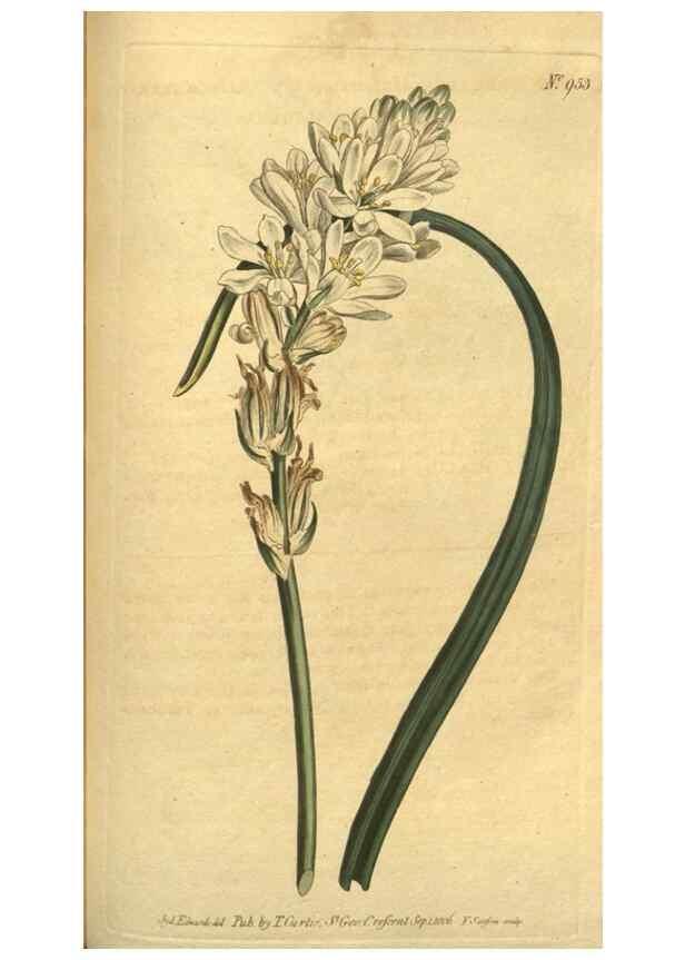 Reproducción/Reproduction 10594590086: Curtis's botanical magazine.. London ;New York [etc.] :Academic Press [etc.]
