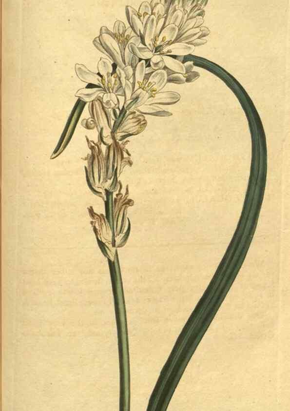 Reproducción/Reproduction 10594590086: Curtis's botanical magazine.. London ;New York [etc.] :Academic Press [etc.]