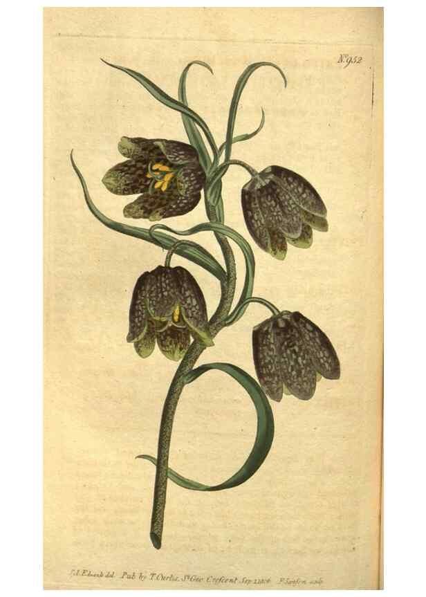 Reproducción/Reproduction 10594585506: Curtis's botanical magazine.. London ;New York [etc.] :Academic Press [etc.]