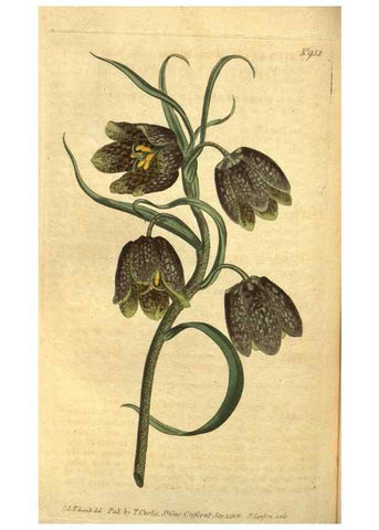 Reproducción/Reproduction 10594585506: Curtis's botanical magazine.. London ;New York [etc.] :Academic Press [etc.]