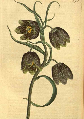 Reproducción/Reproduction 10594585506: Curtis's botanical magazine.. London ;New York [etc.] :Academic Press [etc.]
