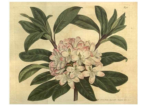 Reproducción/Reproduction 10594828263: Curtis's botanical magazine.. London ;New York [etc.] :Academic Press [etc.]