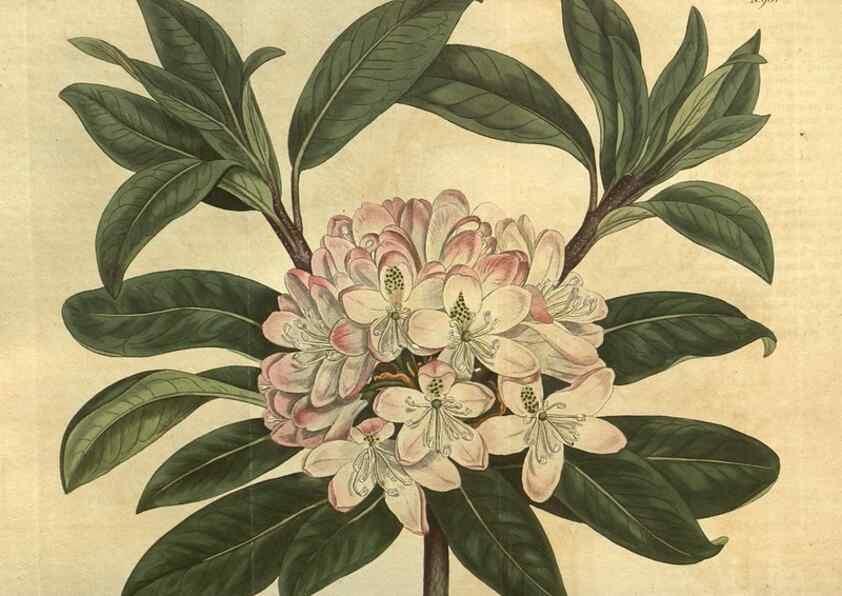 Reproducción/Reproduction 10594828263: Curtis's botanical magazine.. London ;New York [etc.] :Academic Press [etc.]