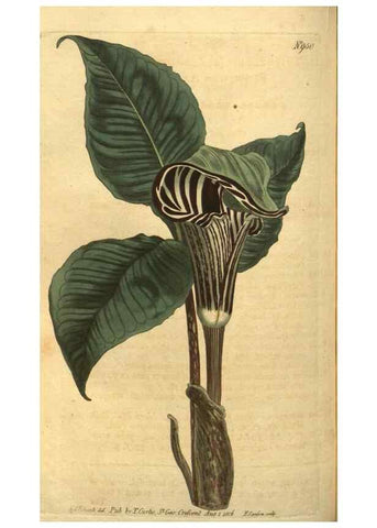 Reproducción/Reproduction 10594578066: Curtis's botanical magazine.. London ;New York [etc.] :Academic Press [etc.]