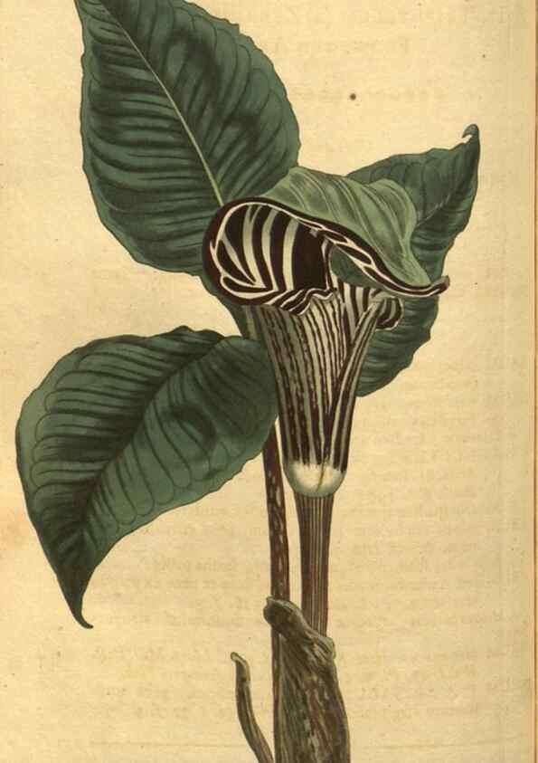 Reproducción/Reproduction 10594578066: Curtis's botanical magazine.. London ;New York [etc.] :Academic Press [etc.]