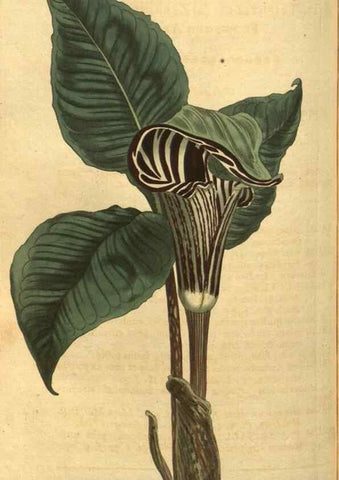 Reproducción/Reproduction 10594578066: Curtis's botanical magazine.. London ;New York [etc.] :Academic Press [etc.]