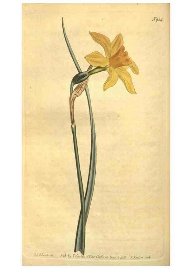Reproducción/Reproduction 10594509014: Curtis's botanical magazine.. London ;New York [etc.] :Academic Press [etc.]