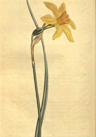 Reproducción/Reproduction 10594509014: Curtis's botanical magazine.. London ;New York [etc.] :Academic Press [etc.]