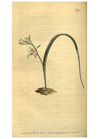 Reproducción/Reproduction 10594482755: Curtis's botanical magazine.. London ;New York [etc.] :Academic Press [etc.]