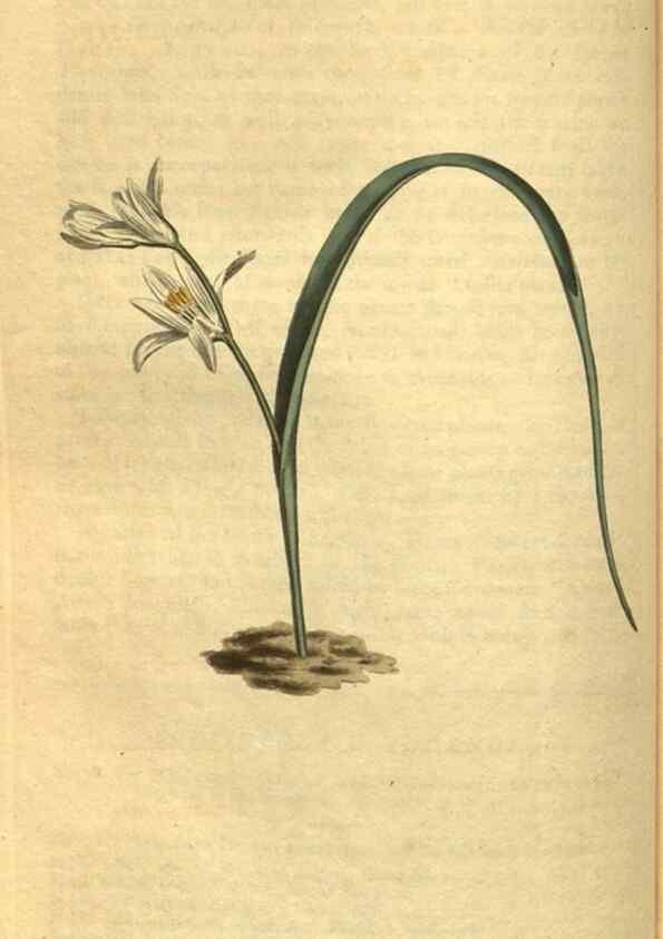 Reproducción/Reproduction 10594482755: Curtis's botanical magazine.. London ;New York [etc.] :Academic Press [etc.]