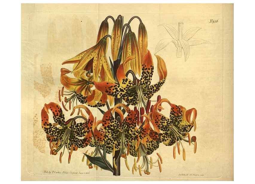 Reproducción/Reproduction 10594745483: Curtis's botanical magazine.. London ;New York [etc.] :Academic Press [etc.]
