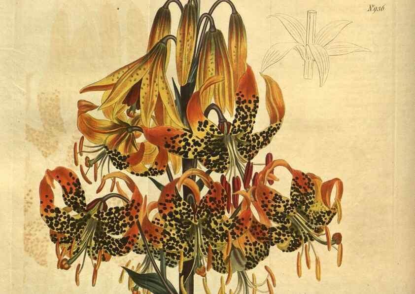 Reproducción/Reproduction 10594745483: Curtis's botanical magazine.. London ;New York [etc.] :Academic Press [etc.]