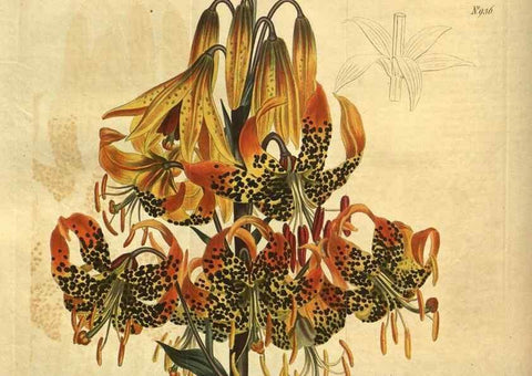 Reproducción/Reproduction 10594745483: Curtis's botanical magazine.. London ;New York [etc.] :Academic Press [etc.]