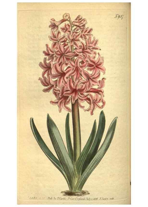 Reproducción/Reproduction 10594749593: Curtis's botanical magazine.. London ;New York [etc.] :Academic Press [etc.]