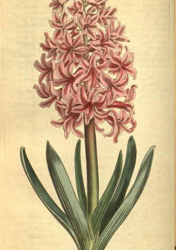 Reproducción/Reproduction 10594749593: Curtis's botanical magazine.. London ;New York [etc.] :Academic Press [etc.]