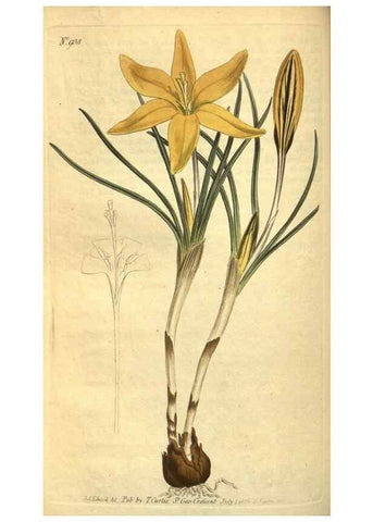 Reproducción/Reproduction 10594506486: Curtis's botanical magazine.. London ;New York [etc.] :Academic Press [etc.]