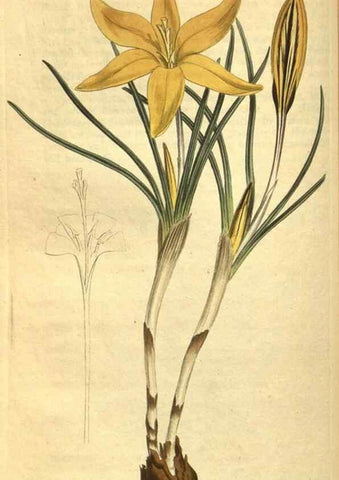 Reproducción/Reproduction 10594506486: Curtis's botanical magazine.. London ;New York [etc.] :Academic Press [etc.]