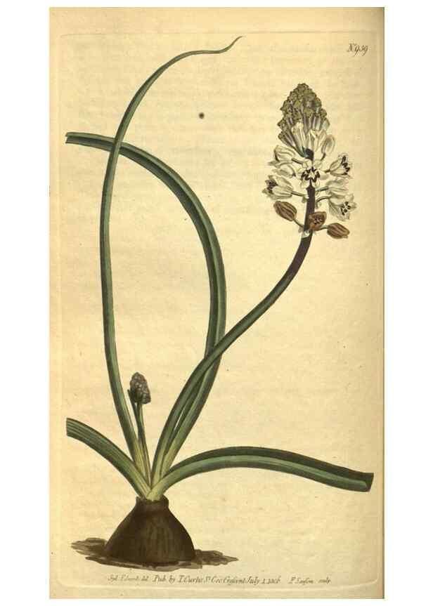 Reproducción/Reproduction 10594510916: Curtis's botanical magazine.. London ;New York [etc.] :Academic Press [etc.]