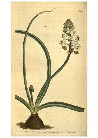 Reproducción/Reproduction 10594510916: Curtis's botanical magazine.. London ;New York [etc.] :Academic Press [etc.]