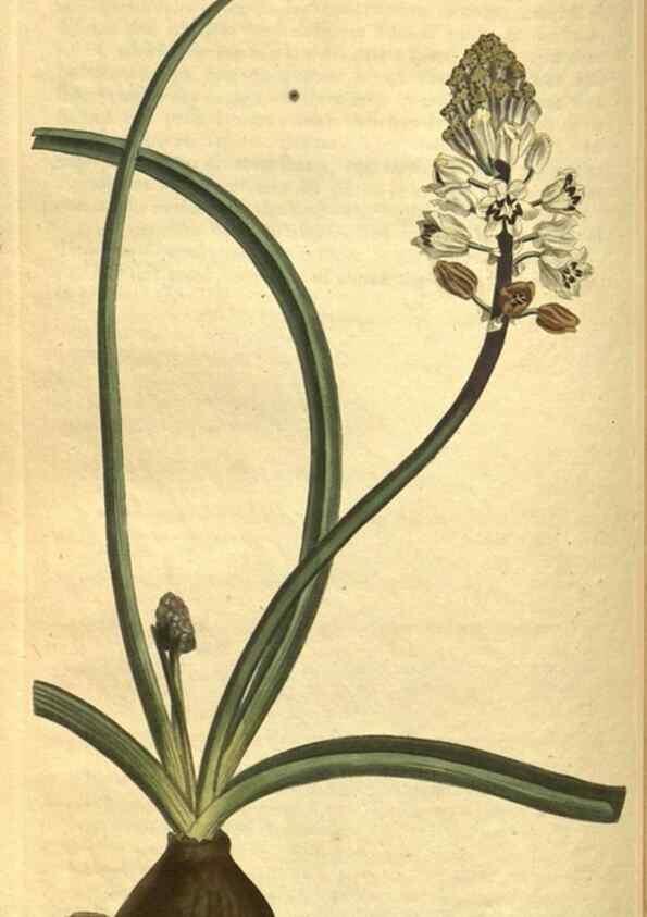 Reproducción/Reproduction 10594510916: Curtis's botanical magazine.. London ;New York [etc.] :Academic Press [etc.]