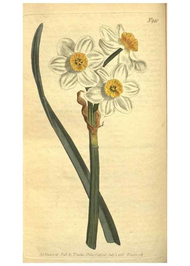 Reproducción/Reproduction 10594533314: Curtis's botanical magazine.. London ;New York [etc.] :Academic Press [etc.]