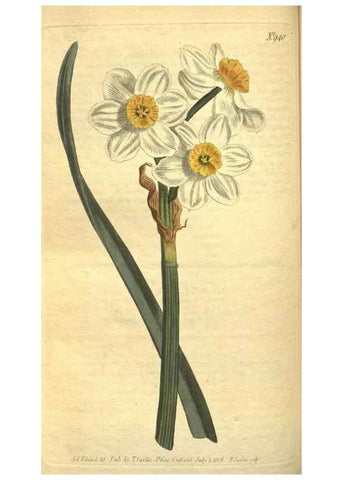 Reproducción/Reproduction 10594533314: Curtis's botanical magazine.. London ;New York [etc.] :Academic Press [etc.]