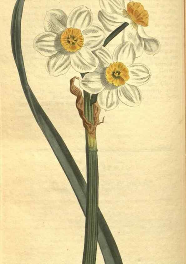 Reproducción/Reproduction 10594533314: Curtis's botanical magazine.. London ;New York [etc.] :Academic Press [etc.]