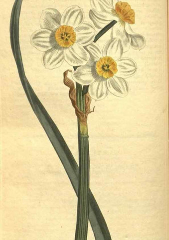 Reproducción/Reproduction 10594533314: Curtis's botanical magazine.. London ;New York [etc.] :Academic Press [etc.]