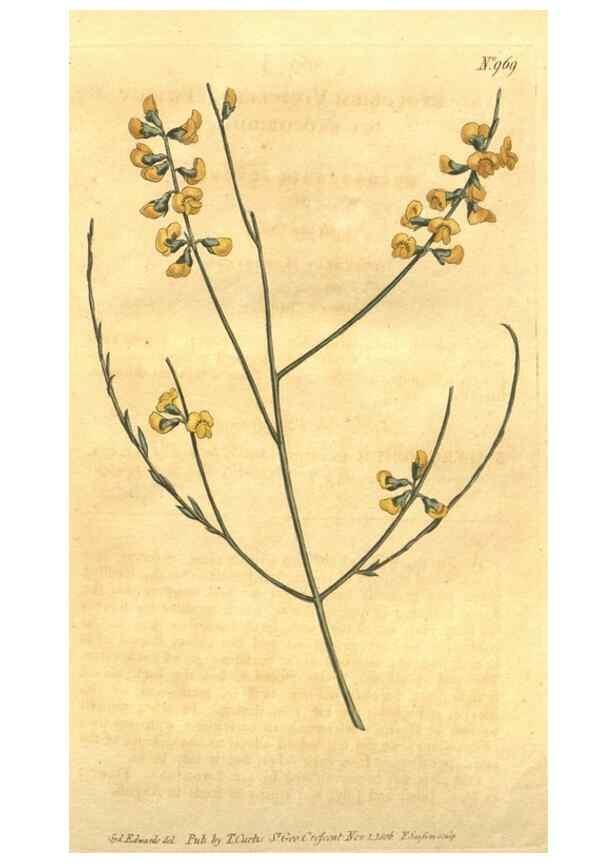 Reproducción/Reproduction 10595643346: Curtis's botanical magazine.. London ;New York [etc.] :Academic Press [etc.]