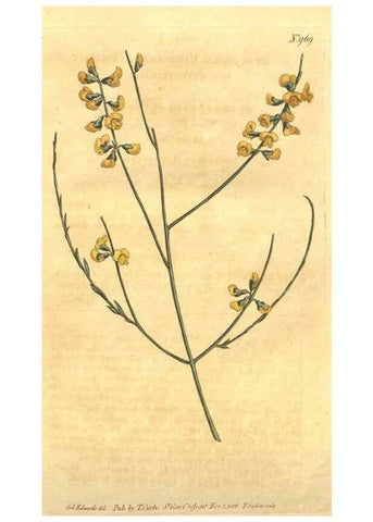 Reproducción/Reproduction 10595643346: Curtis's botanical magazine.. London ;New York [etc.] :Academic Press [etc.]
