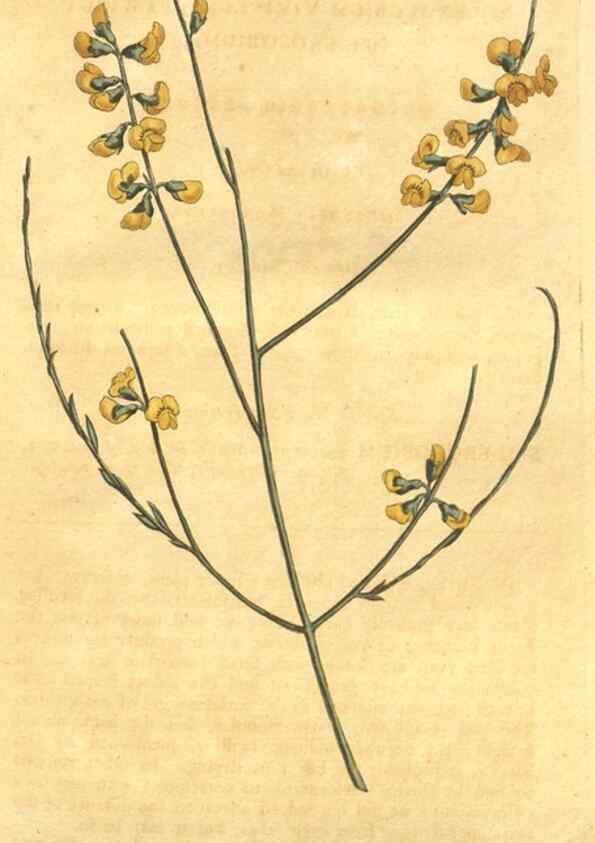 Reproducción/Reproduction 10595643346: Curtis's botanical magazine.. London ;New York [etc.] :Academic Press [etc.]
