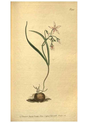Reproducción/Reproduction 10594519466: Curtis's botanical magazine.. London ;New York [etc.] :Academic Press [etc.]