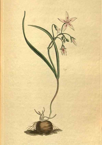 Reproducción/Reproduction 10594519466: Curtis's botanical magazine.. London ;New York [etc.] :Academic Press [etc.]