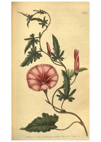 Reproducción/Reproduction 10594791823: Curtis's botanical magazine.. London ;New York [etc.] :Academic Press [etc.]