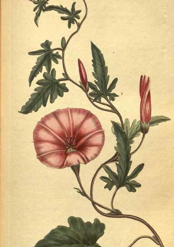 Reproducción/Reproduction 10594791823: Curtis's botanical magazine.. London ;New York [etc.] :Academic Press [etc.]