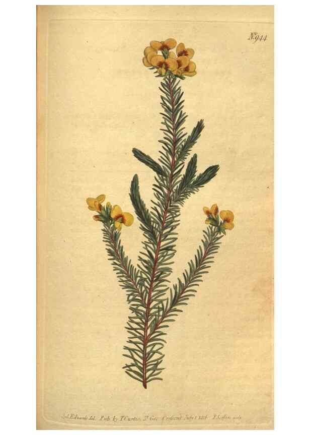 Reproducción/Reproduction 10594536805: Curtis's botanical magazine.. London ;New York [etc.] :Academic Press [etc.]