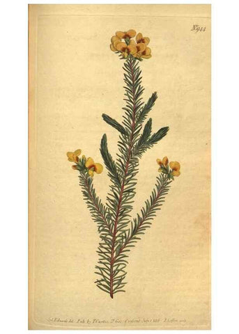 Reproducción/Reproduction 10594536805: Curtis's botanical magazine.. London ;New York [etc.] :Academic Press [etc.]