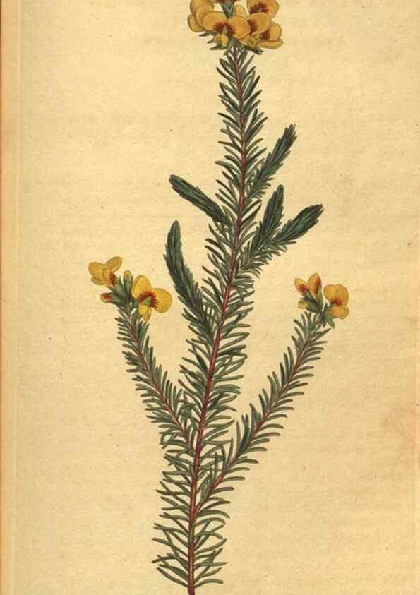 Reproducción/Reproduction 10594536805: Curtis's botanical magazine.. London ;New York [etc.] :Academic Press [etc.]