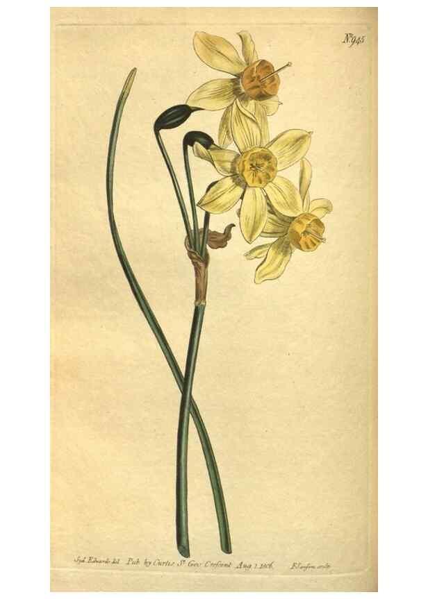 Reproducción/Reproduction 10594553416: Curtis's botanical magazine.. London ;New York [etc.] :Academic Press [etc.]