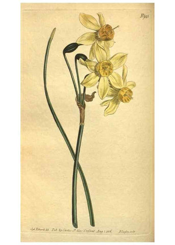 Reproducción/Reproduction 10594553416: Curtis's botanical magazine.. London ;New York [etc.] :Academic Press [etc.]