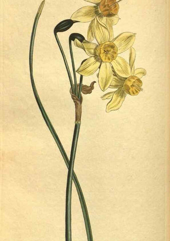 Reproducción/Reproduction 10594553416: Curtis's botanical magazine.. London ;New York [etc.] :Academic Press [etc.]