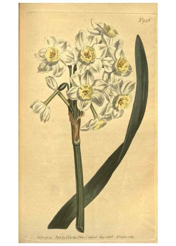 Reproducción/Reproduction 10594546735: Curtis's botanical magazine.. London ;New York [etc.] :Academic Press [etc.]