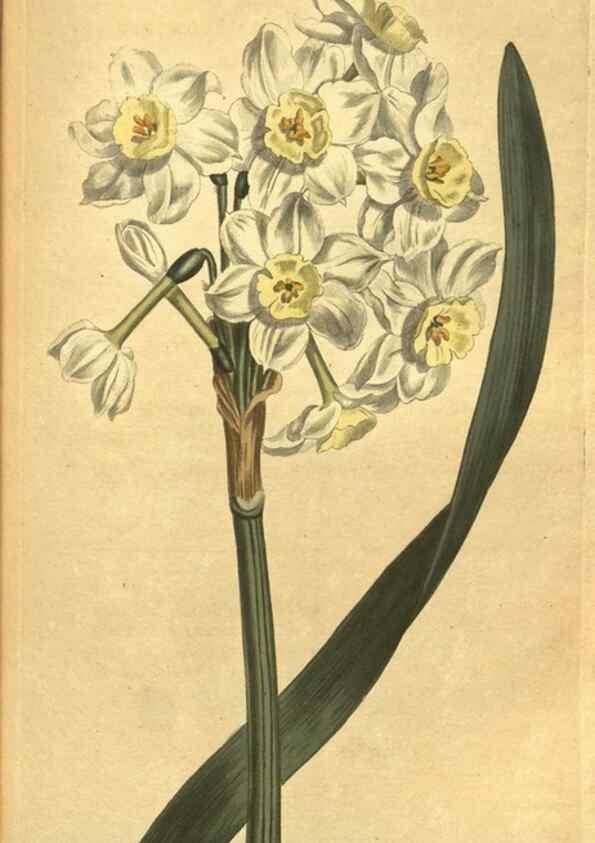 Reproducción/Reproduction 10594546735: Curtis's botanical magazine.. London ;New York [etc.] :Academic Press [etc.]