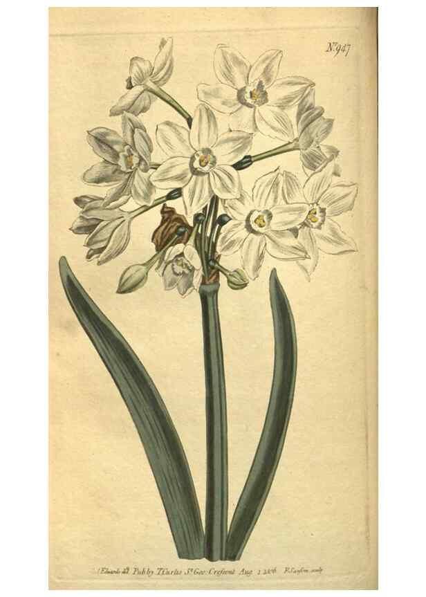 Reproducción/Reproduction 10594551075: Curtis's botanical magazine.. London ;New York [etc.] :Academic Press [etc.]