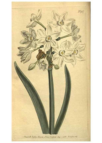 Reproducción/Reproduction 10594551075: Curtis's botanical magazine.. London ;New York [etc.] :Academic Press [etc.]