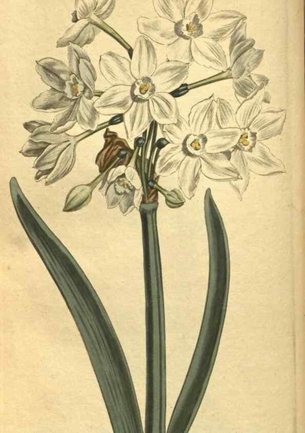 Reproducción/Reproduction 10594551075: Curtis's botanical magazine.. London ;New York [etc.] :Academic Press [etc.]