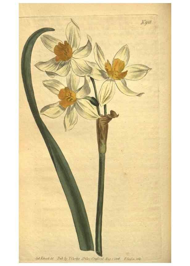 Reproducción/Reproduction 10594555505: Curtis's botanical magazine.. London ;New York [etc.] :Academic Press [etc.]