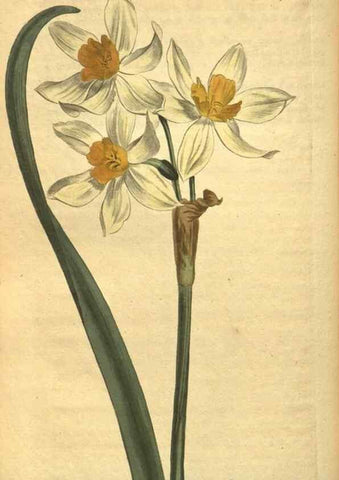 Reproducción/Reproduction 10594555505: Curtis's botanical magazine.. London ;New York [etc.] :Academic Press [etc.]